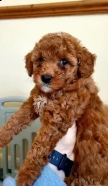 rarissimi barboncino nano red cuccioli | Foto 1