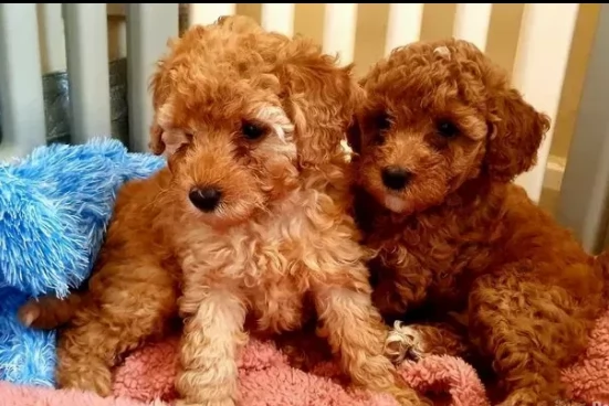 rarissimi barboncino nano red cuccioli