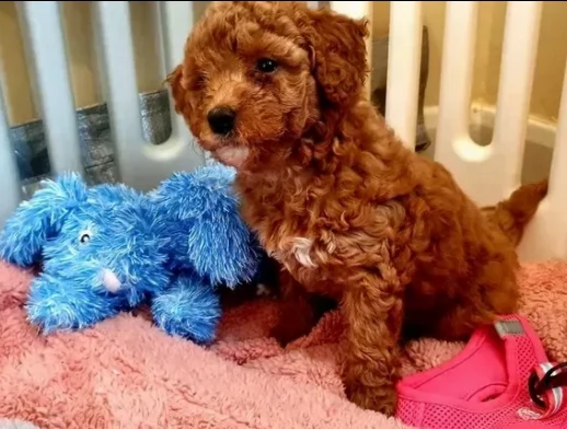 rarissimi barboncino nano red cuccioli | Foto 0