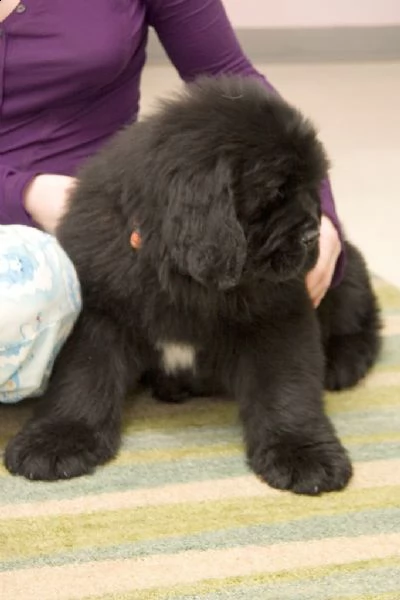 cuccioli terranova maschio e femmina | Foto 1