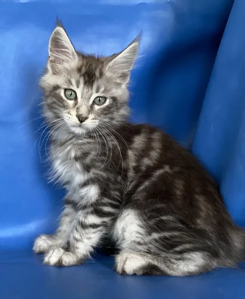 maine coon  | Foto 0