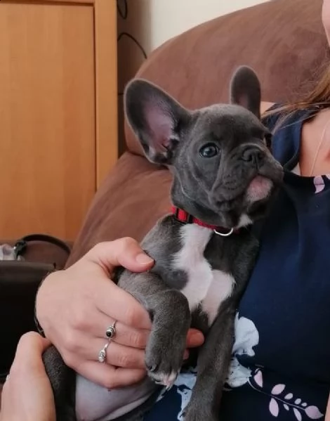 bulldog francese maschio blu | Foto 0