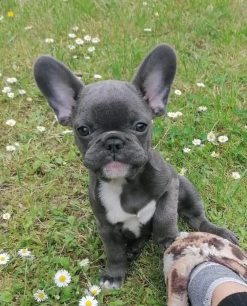 bulldog francese maschio blu