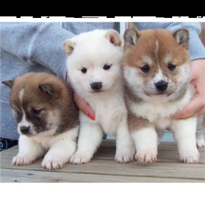 email : arwenbrades10[at]gmail[.com] adorabili cuccioli di akita-inu femminucce e maschietti disponibili 