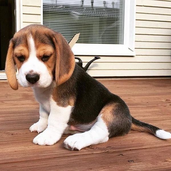 PLITI Grembiule con tasche Beagle Lover regalo Beagle mamma regalo I