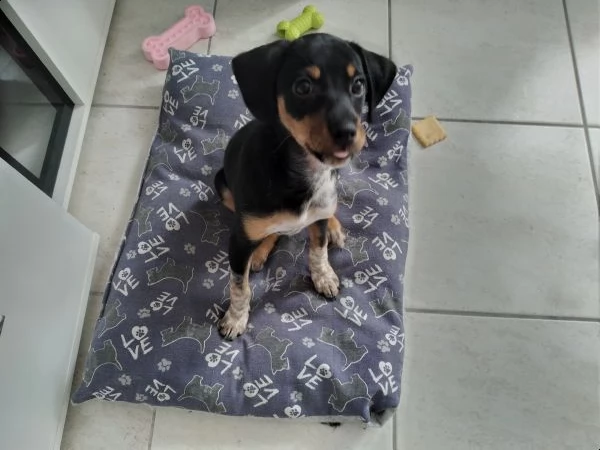 regalo cucciolo pincher 4 mesi tutte le vicinazioni fatte 