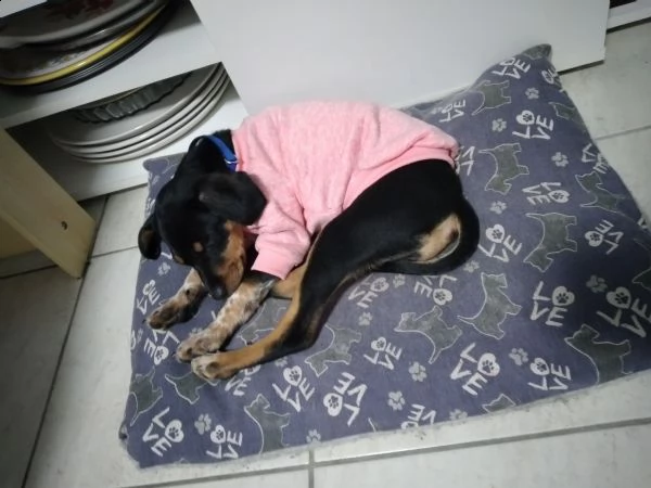 regalo cucciolo pincher 4 mesi tutte le vicinazioni fatte  | Foto 1