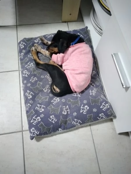 regalo cucciolo pincher 4 mesi tutte le vicinazioni fatte  | Foto 0