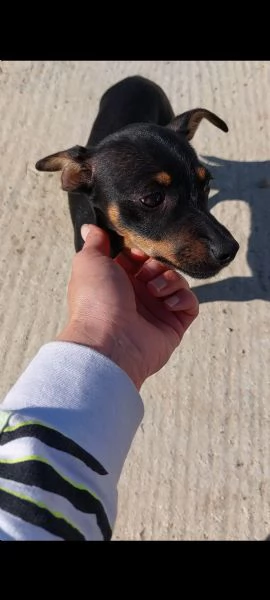 pinscher  | Foto 3