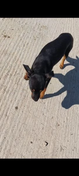 pinscher  | Foto 2