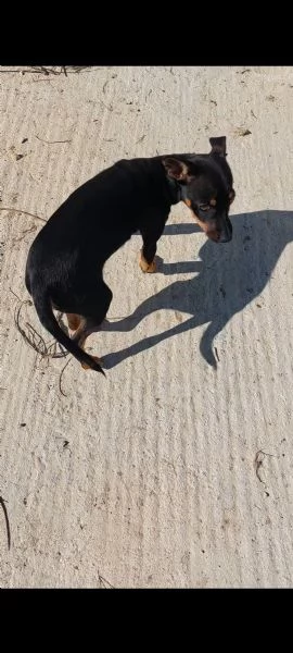 pinscher  | Foto 1