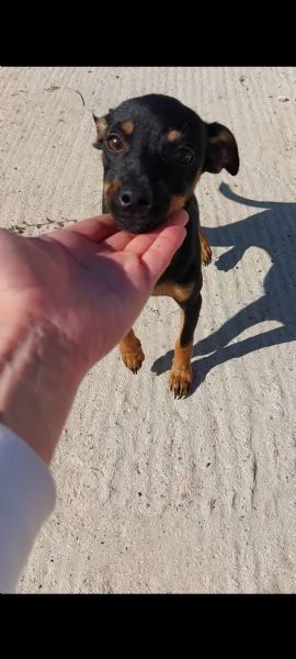 pinscher 