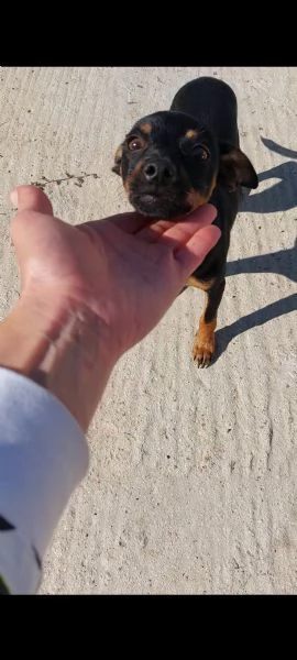 pinscher  | Foto 0