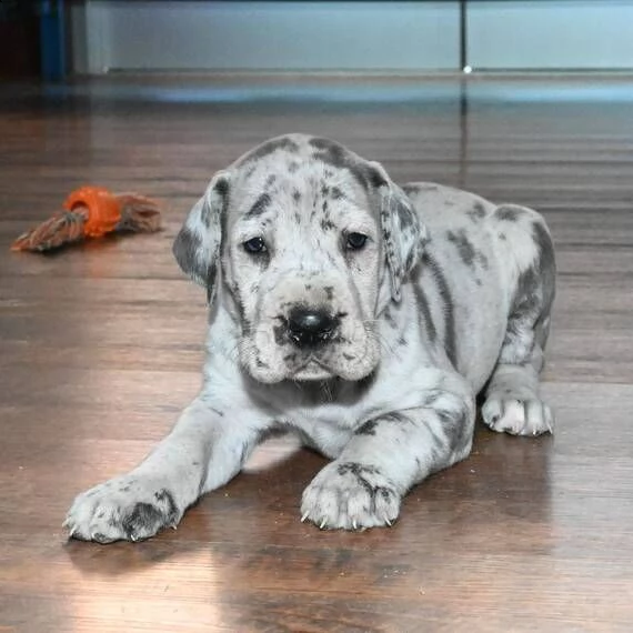 regalo alano cuccioli introvabili cuccioli di alano intelligenti e dolcissimi attaccati al padrone c