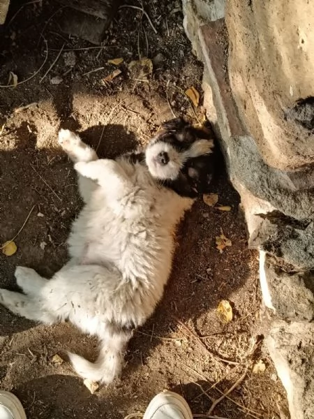 CUCCIOLI METICCI