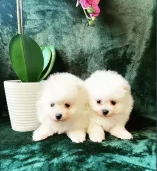 meravigliosi cuccioli di volpino pomerania | Foto 0