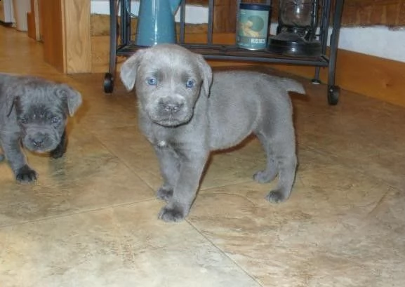 cuccioli di cane corso disponibili
