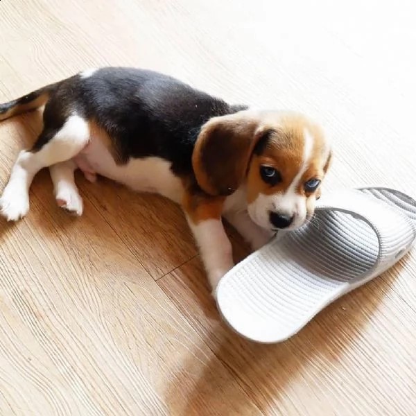 regalo cuccioli beagle | Foto 0