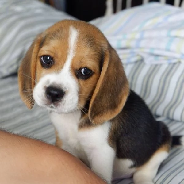 regalo cuccioli beagle