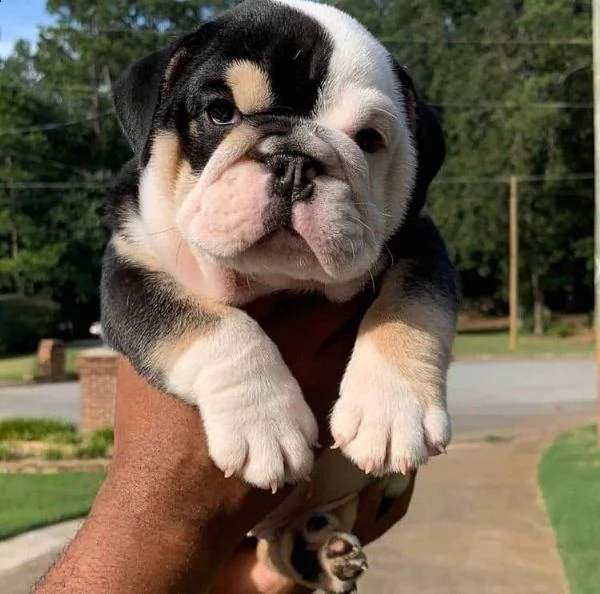 cuccioli bulldog inglese adozione | Foto 0