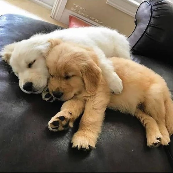  bellissimi cuccioli di golden retriever