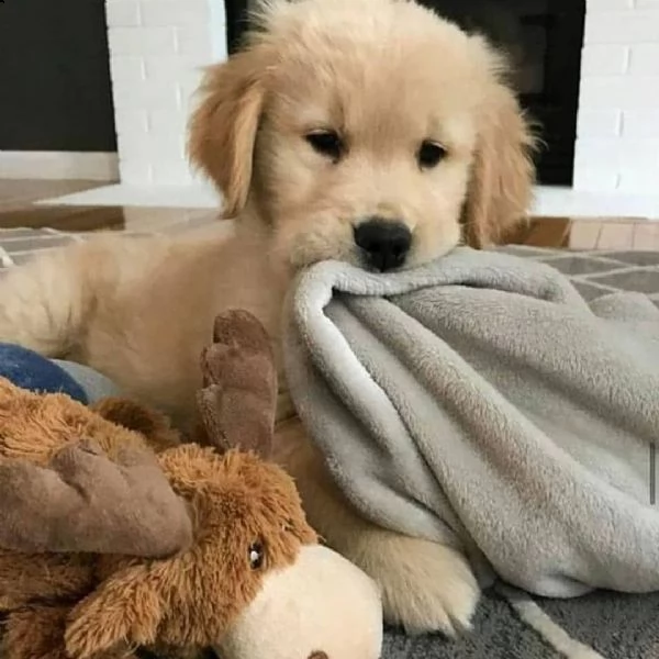  bellissimi cuccioli di golden retriever | Foto 0