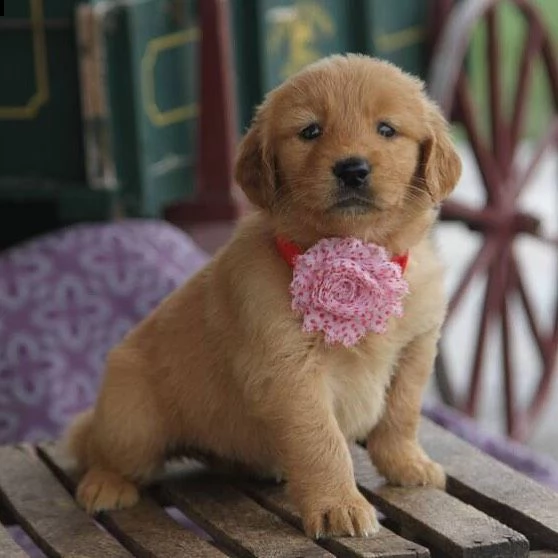 cuccioli di golden retriever di 3 mesi