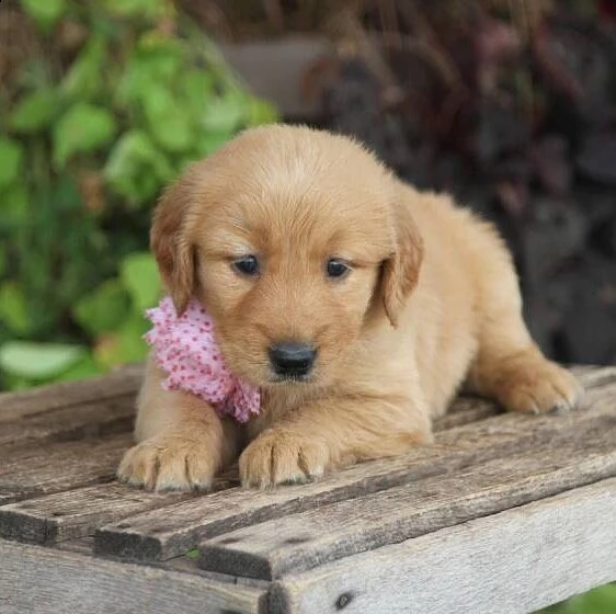 cuccioli di golden retriever di 3 mesi | Foto 0