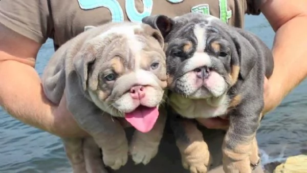 strepitosi cuccioli bulldog inglesi