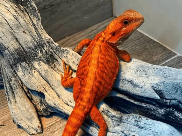 adorabile drago barbuto disponibile