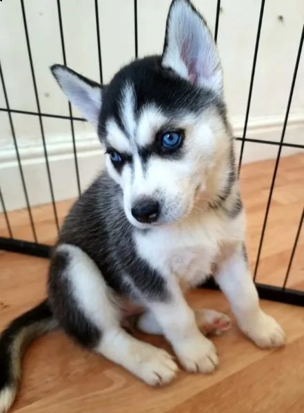 regalo cuccioli siberian husky  maschio e femmina 