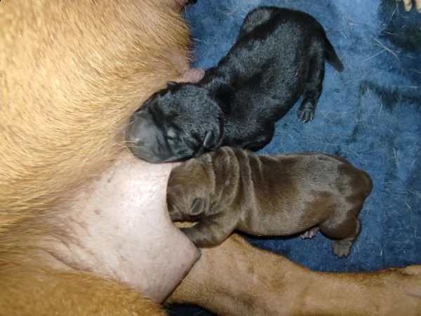 cuccioli di sharpei  | Foto 1