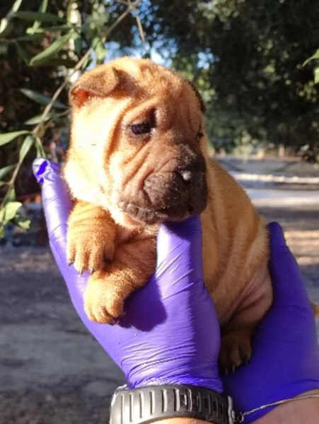sharpei cuccioli  | Foto 1