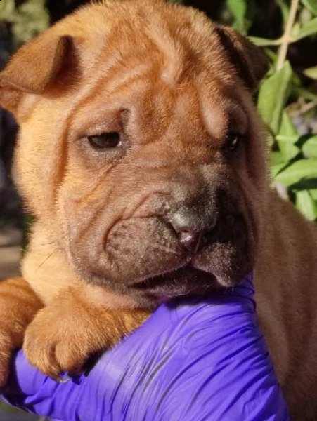 sharpei cuccioli 