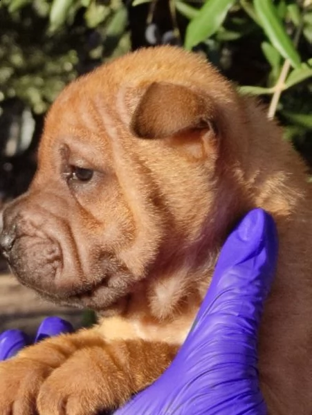 sharpei cuccioli  | Foto 0