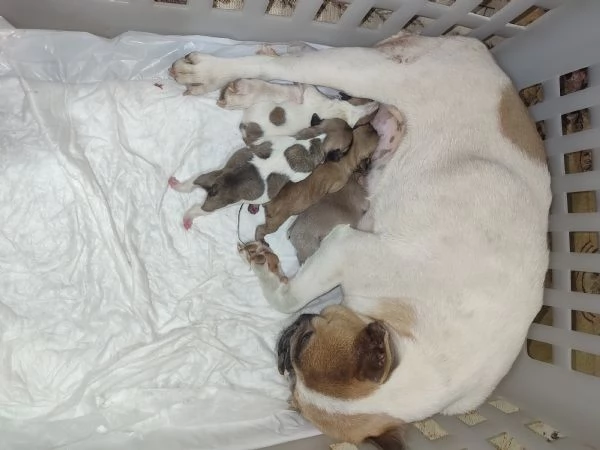 Cuccioli di bulldog francese  | Foto 5