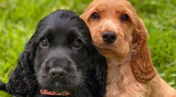  regalo cuccioli cocker spaniel 1 maschio e 2 femmine i cuccioli verranno con pedigree microchip 
