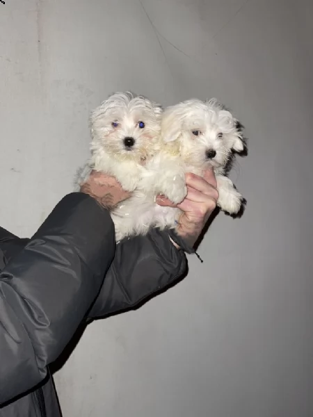 cuccioli di maltese taglia mini