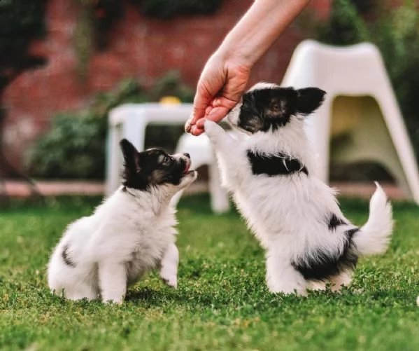 regalo cuccioli di papillon bellissimi cuccioli disponibili carattere adorabile sono docili ed aff