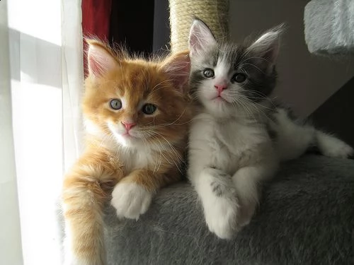 adorabili cuccioli di maine coon gattini femminucce e maschietti disponibili per ladozione gratuita