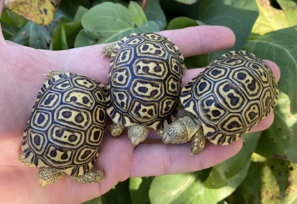 tartarughe leopardate sudafricane