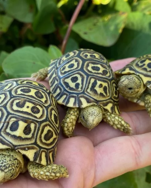 tartarughe leopardate sudafricane | Foto 2