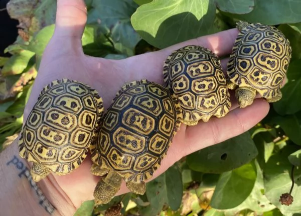tartarughe leopardate sudafricane | Foto 1