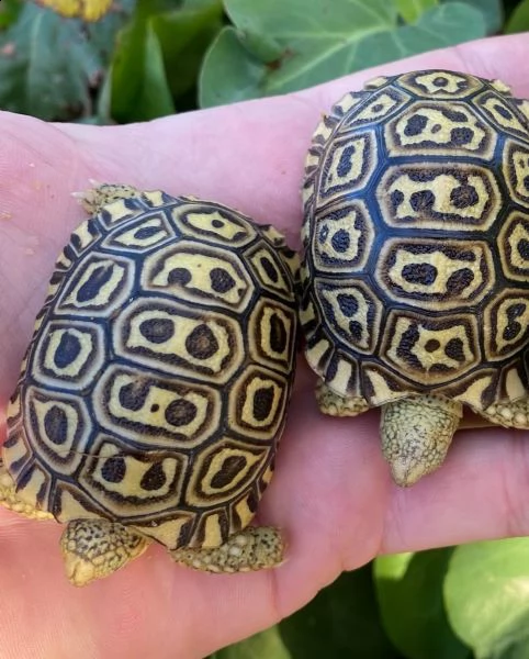 tartarughe leopardate sudafricane | Foto 0
