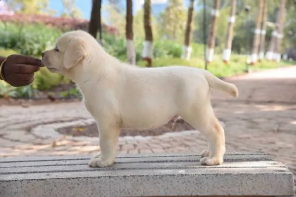 regalo cucciolo bello labrador  maschio e femminain regalo 
