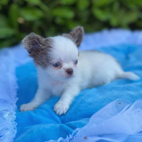 regalo chihuahua cuccioli meravigliosi  