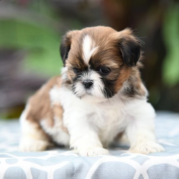 bellissimi cuccioli imperiali di shih tzu per ladozione | Foto 1