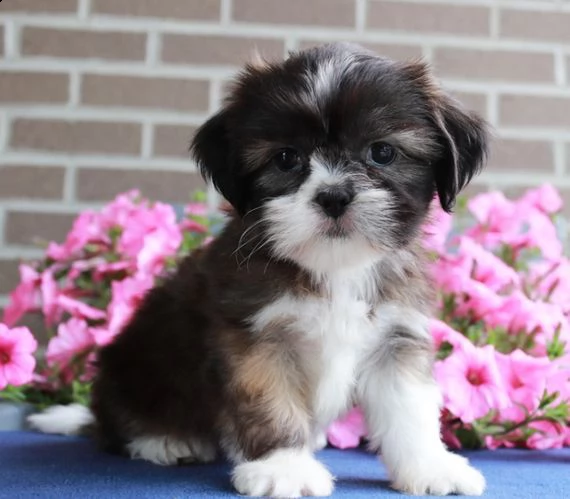 bellissimi cuccioli imperiali di shih tzu per ladozione | Foto 0