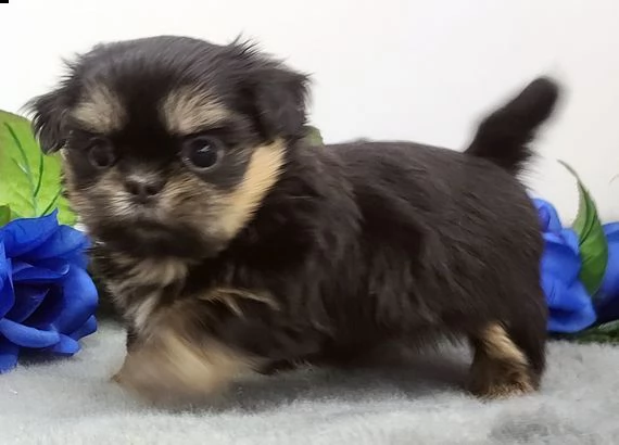 bellissimi cuccioli imperiali di shih tzu per ladozione