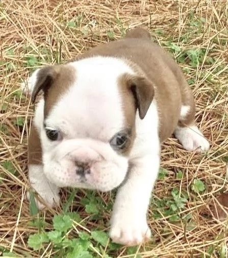 cuccioli bulldog inglese adozione | Foto 0